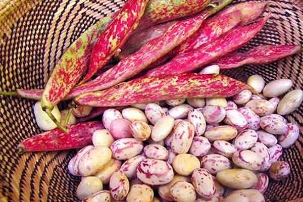 تصویر 4 از خرید و قیمت لوبیا چیتی تازه + فروش صادراتی